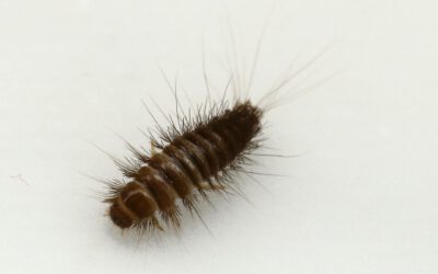 Die spannende Welt der Baubiologie … immer wieder Insektizide